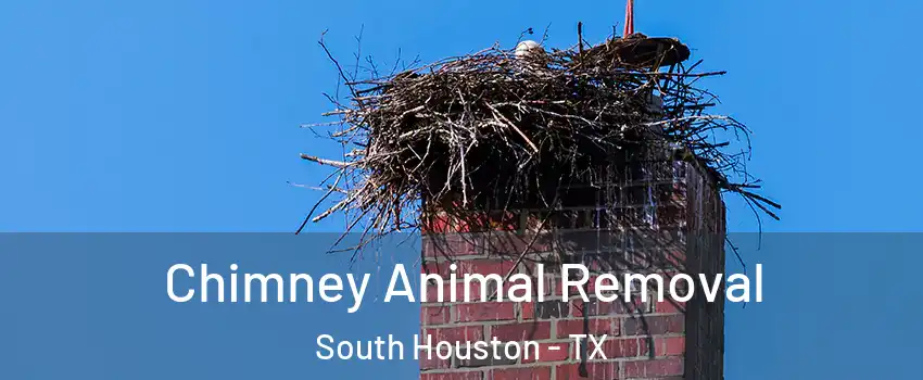  Chimney Animal Removal South Houston - TX